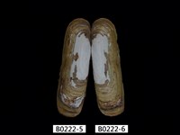 藏品(毛蟶(縊蟶泥蟶))的圖片